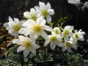 Clematis x cartmanii 'Joe'